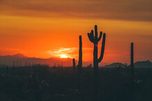 Cactus Silhouettes In The Arizona Mountains