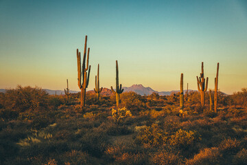 Wall Mural - Cactuses in the Arizona mountains