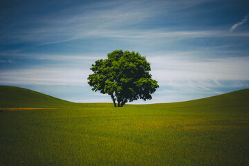 A lonely tree, Palouse, Eastern Washington