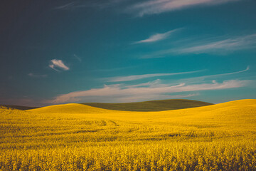 Sticker - Yellow and green fields, Palouse, Eastern Washington