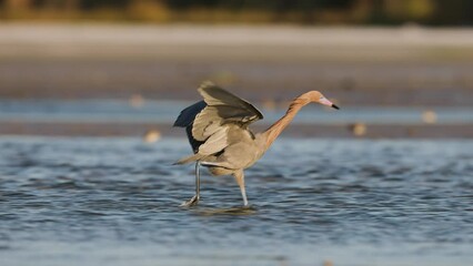 Wall Mural - A reddish egret in Florida video clip 