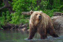 Kamchatka Brown Bear (Ursus Arctos Beringianus) 