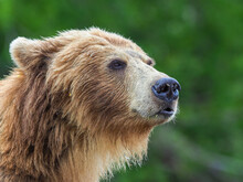 Kamchatka Brown Bear (Ursus Arctos Beringianus) Portrait