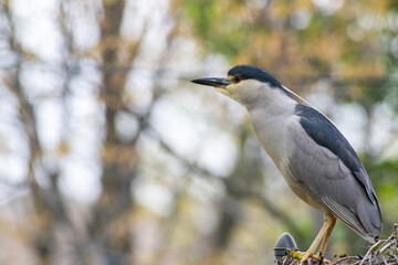 Poster - heron