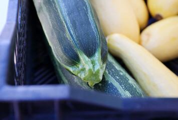 Canvas Print - market zucchini 