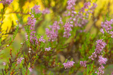 Poster - Heather, Calluna vulgaris plants photographed with shallow depth of field and a sunlit background