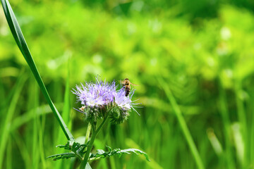 Bee and flower phacelia. Close up flying bee collecting pollen from phacelia on a green background. Phacelia tanacetifolia (lacy). Summer and spring backgrounds