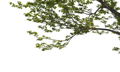 Canvas Print - Foreground twigs on a transparent background
