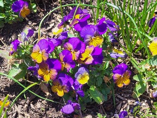 Wall Mural - purple and yellow pansies