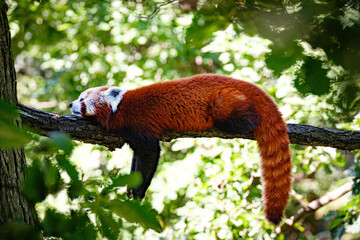 Wall Mural - red panda on the tree