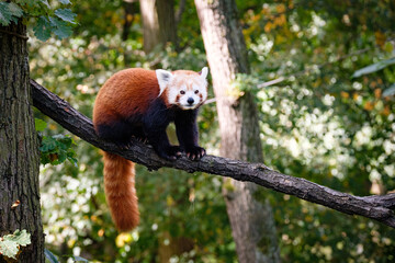 Poster - red panda on the tree