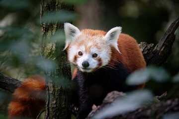 Wall Mural - red panda on the tree