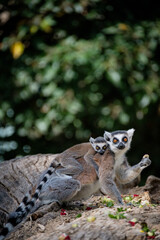 Poster - curious lemur with baby