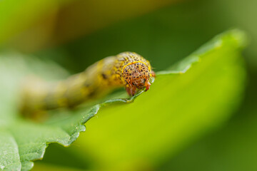 Fall armyworm Spodoptera frugiperda on a green leaf. Selective focus image. Extreme close up view.