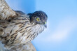 © onlyyouqj - Falcon，Close up of wildlife specimen