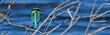 Common kingfisher // Eisvogel (Alcedo atthis)