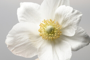 Wall Mural - Anemone flower bud with white petals on a gray background.