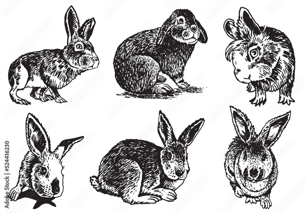 Graphical set of rabbits isolated on white,vector illustration. Bunnies ...