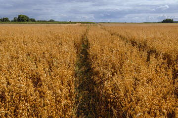 Canvas Print - Oat field in Jaczew village, Mazowsze region, Poland