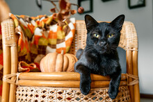 Halloween Black Cat With Pumpkin. Cute Kitty Resting With Pumpkin On Wicker Chair. Fall Mood, Autumn Vibes. Thanksgiving Day.