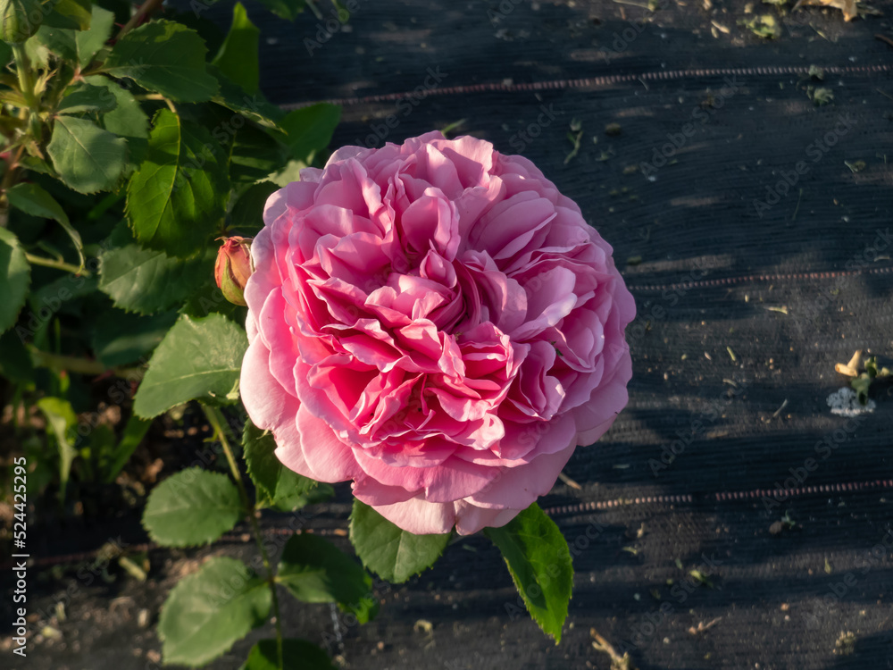 English Shrub Rose Bred By David Austin 'Princess Alexandra of Kent ...