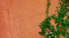 Green Vine, Ivy, Liana, Climber Or Creeper Plant Growth On Light Plaster Wall With Copy Space On Center Or Middle. Beauty In Nature And Natural Design.