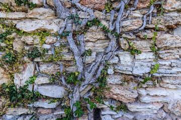 Wall Mural - Roots covering wall in Palace park and Botanic garden in Balchik city, Bulgaria