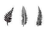 Fototapeta Tulipany - set of fern elements for decoration