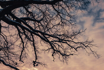 Poster - Old tree during winter evening in Lodz Province of Poland