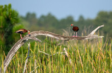 Black-bellied Whistling Ducks Perched On A Tree.