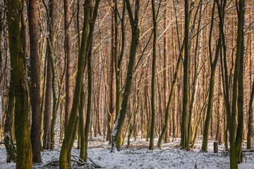 Sticker - Winter in groove in Rogow village in Lodzkie region of Poland