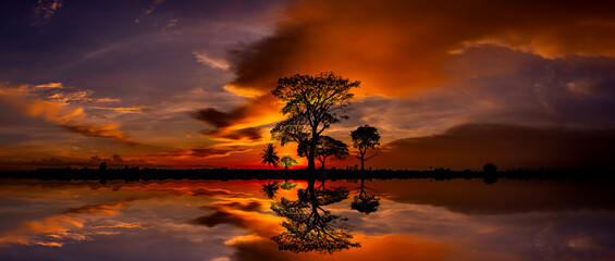 Wall Mural - big african tree silhouette over sunset, single tree on the field, beautiful panoramic image of natu