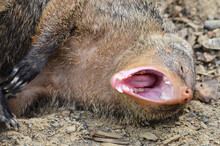 Portrait Of A Yawning Mongoose