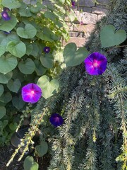 Wall Mural - purple morning glory climbing