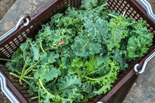 Fresh Raw Almost Mature Green Curly Kale Plants Planted Known As Starbor Kale, Leaf Cabbage In Basket In A Vegetable Garden, Useful For Health And High In Antioxidants.