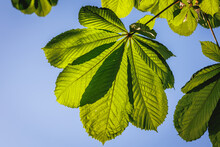 Close Up On A Spring Leaf Of Horse Chestnut Tree In Poland