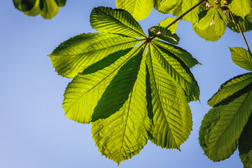 Poster - Close up on a spring leaf of Horse chestnut tree in Poland