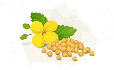 Sticker - Yellow Mustard seed with mustard plant flower vector illustration