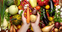 Wide Background Of Organic Vegetables, Harvest In Hands.