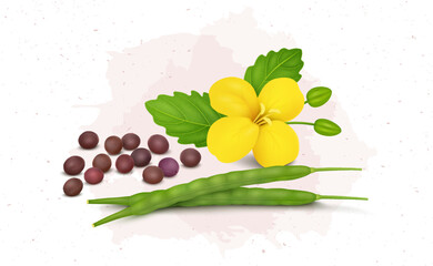 Wall Mural - Red Mustard seeds vector illustration with yellow flower and seeds bean