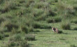 Red fox in green grass landscape
