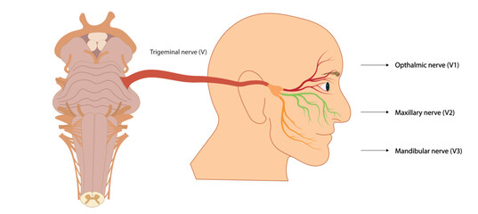 Trigemial nerve illustration. Connection of the face nerves to brainstrem with nerve number V. Ventral view of brainstrem. 