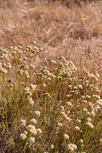 California Buckwheat With Bees.