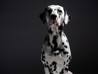 Portrait of a dalmatian on grey background, studio shot