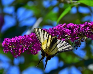 Sticker - butterfly on flower