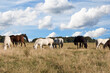 Pferde auf der Koppel im Herbst unter wolkigem Himmel