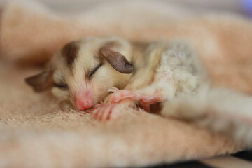 A close up of a sugar glider pets that have soft fur and can glide and sleeping on a brown cloth.