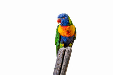 Rainbow Lorikeet - colourful parrot from Australia