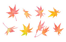 赤く色づいた秋の紅葉。水彩イラスト（透過背景）