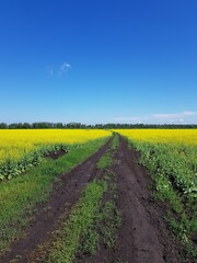 Wall Mural - Country dirt road in a yellow field